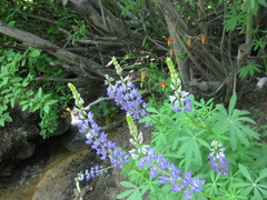 Lupinus burkei