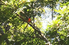 Pericrocotus flammeus