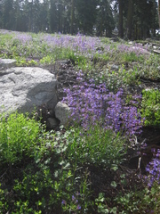 Penstemon gracilentus