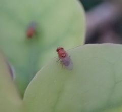 Chyromyidae