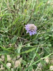 Dipsacoideae
