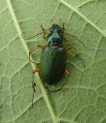 Chlaenius sericeus