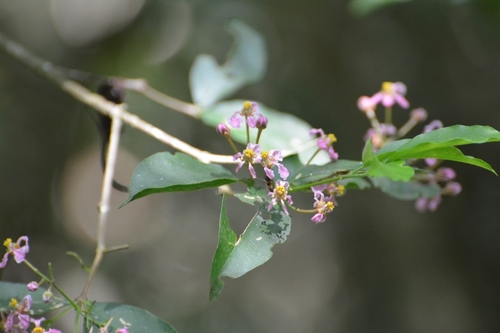 Malpighia glabra