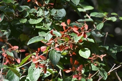 Heteropterys brachiata