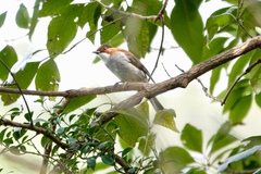 Hemixos castanonotus