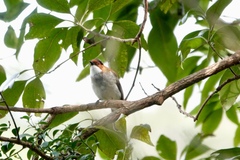 Hemixos castanonotus