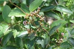 Heteropterys brachiata