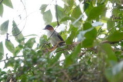 Hemixos castanonotus