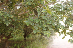 Celtis sinensis