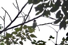 Hemixos castanonotus