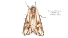 Actinotia intermediata