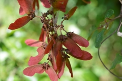 Heteropterys brachiata