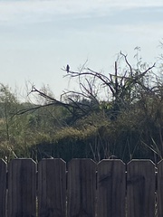 Parabuteo unicinctus