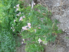 Erythranthe erubescens