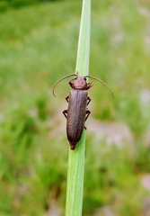 Arhopalus rusticus
