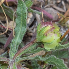 Calendula tripterocarpa