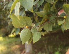 Celtis sinensis