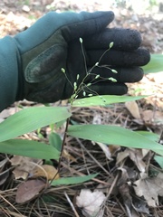 Dichanthelium commutatum