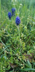Muscari neglectum
