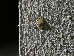 Cyclophora puppillaria