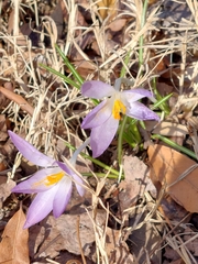 Crocus tommasinianus