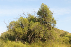 Searsia lancea