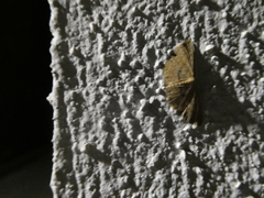 Cyclophora puppillaria