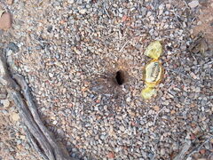 Myrmecocystus mexicanus