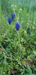 Muscari neglectum