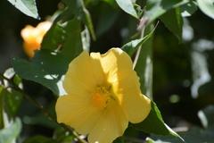 Dendrosida sharpiana