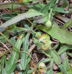 Calendula tripterocarpa