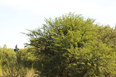 Vachellia karroo