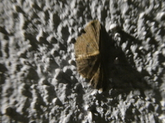 Cyclophora puppillaria