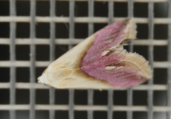 Eublemma cochylioides