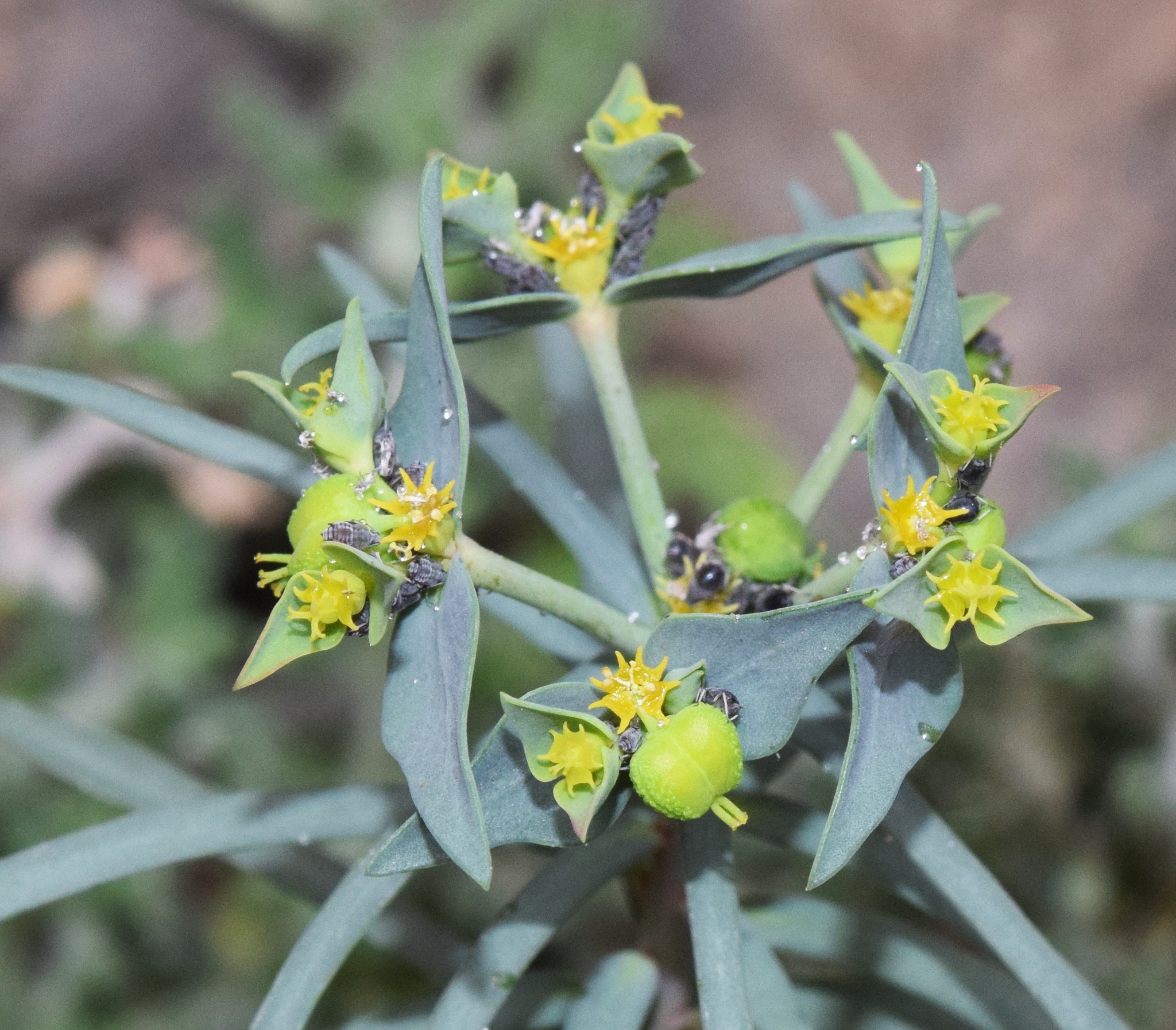 Euphorbia briquetii