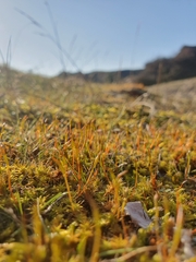 Syntrichia ruraliformis