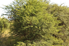 Vachellia karroo