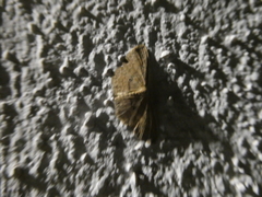 Cyclophora puppillaria