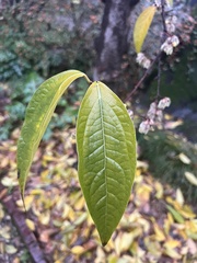 Chimonanthus praecox