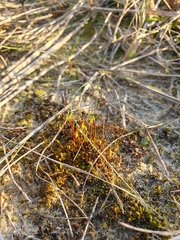 Bryum