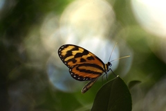 Mechanitis lysimnia utemaia