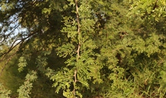 Vachellia karroo