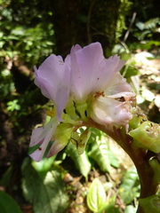 Monolena primuliflora