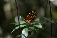 Mechanitis lysimnia utemaia
