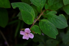 Heterocentron muricatum