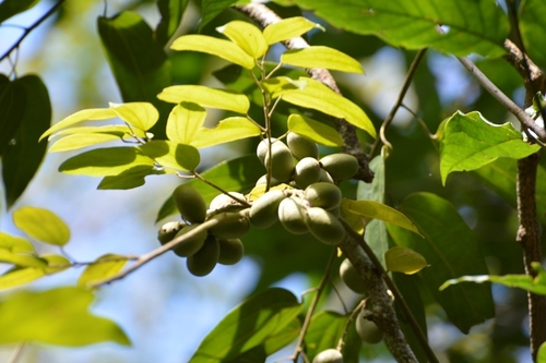 Abuta chiapasensis (Abuta chiapasensis)