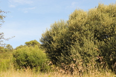 Olea europaea cuspidata