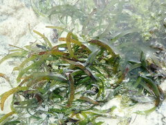 Thalassia