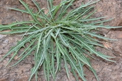 Launaea lanifera