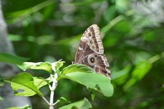 Morpho helenor octavia